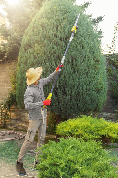 Residential Tree Removal in Bristol, VA